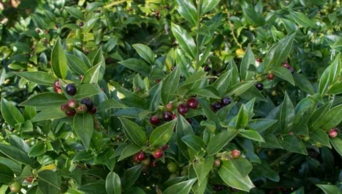 Sarcococca : le cultiver et le tailler