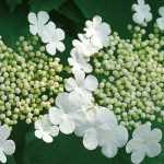 Viburnum, Viorne : le planter, le tailler et le cultiver