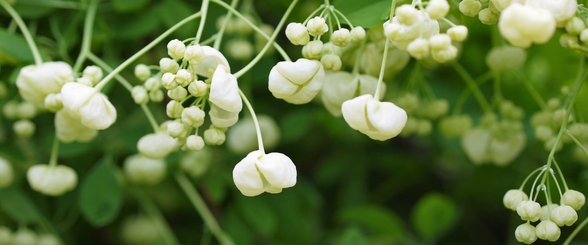 Akebia quinata à fleurs blanches