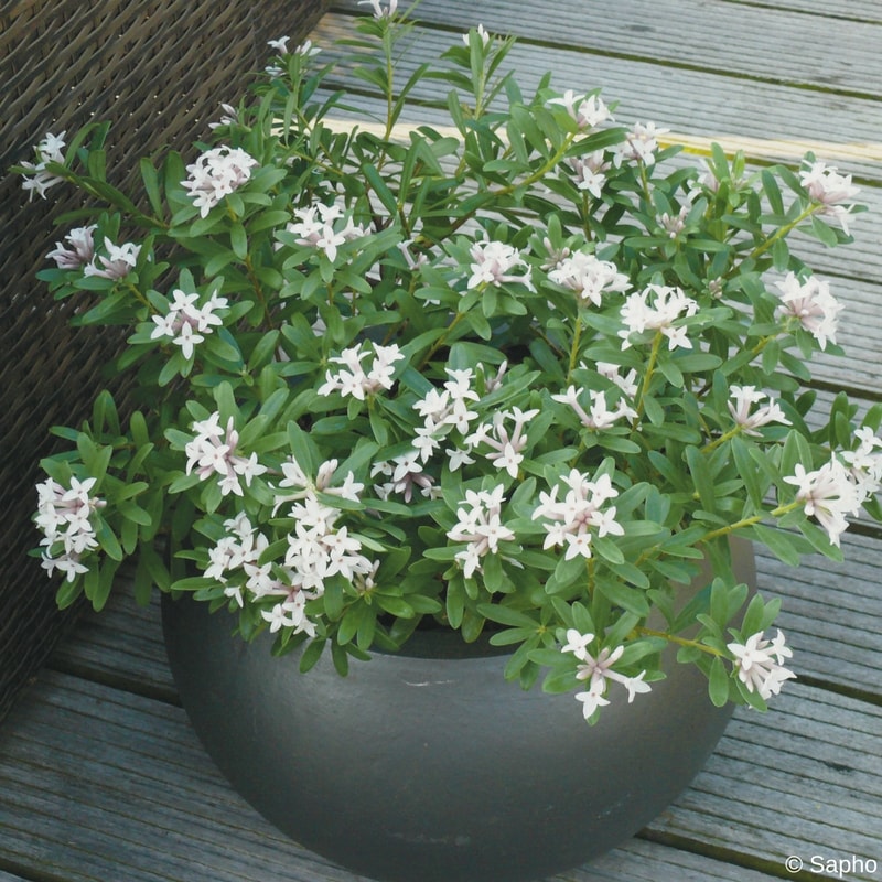 planter un daphne en pot