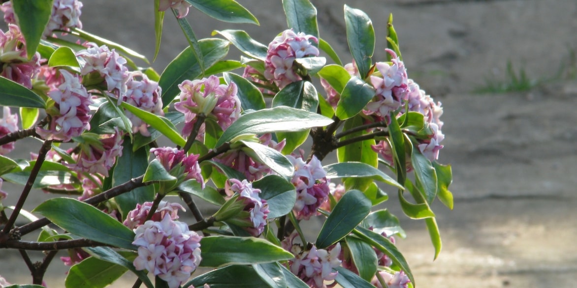 planter un daphne