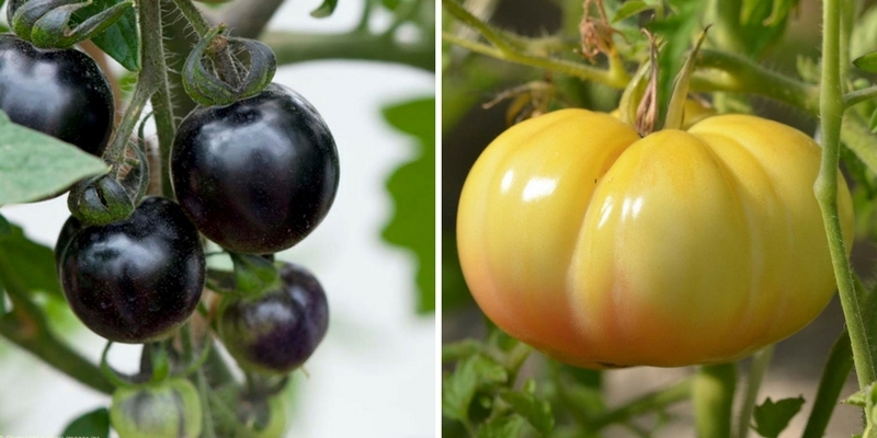 Tomates noires ou blanches