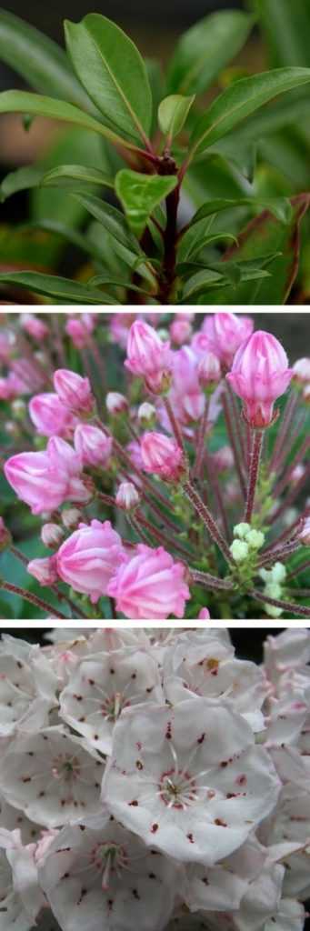 Kalmia : feuillage, boutons et fleurs