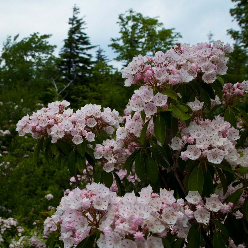 Kalmia latifolia : plantation