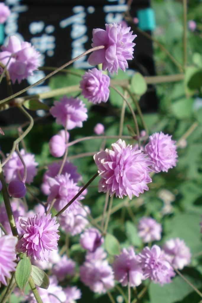 Un pigamon a fleurs doubles : la variété Hewitt's double