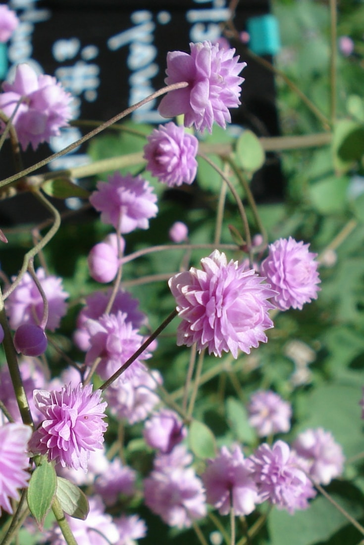 Piquet de jardin d'escargot violet pour plantes, décor d'art d