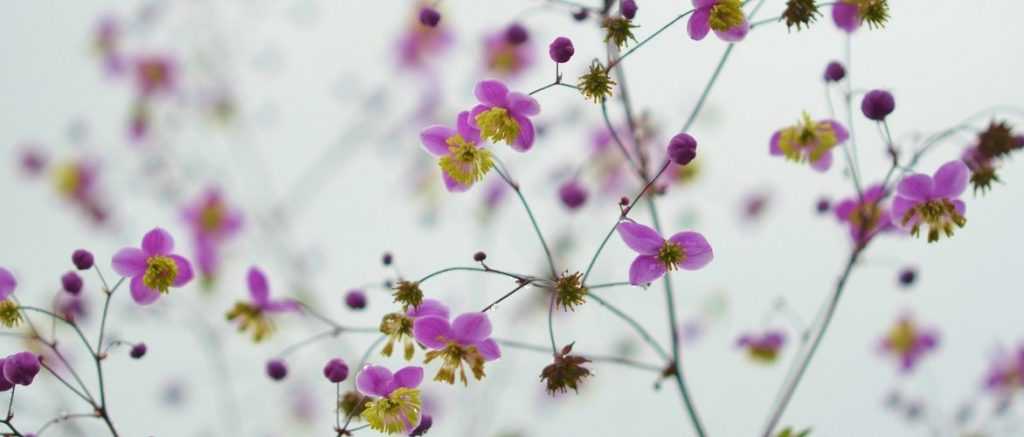 Thalictrum, Pigamon : plantation, culture et association