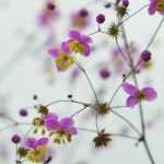 Thalictrum, Pigamon : plantation, culture et association