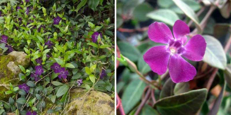 Vinca minor ou petite pervenche : un excellent couvre sol persistant