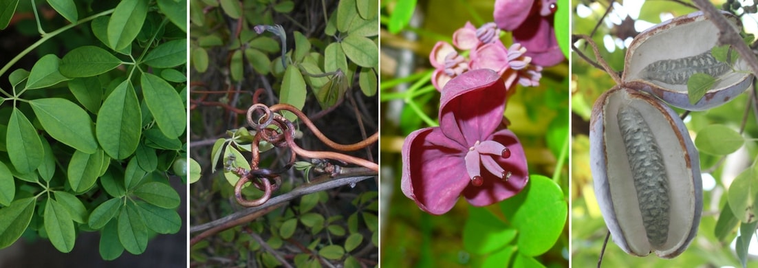 L'Akebia quinata : feuilles, tiges, fleurs et fruits