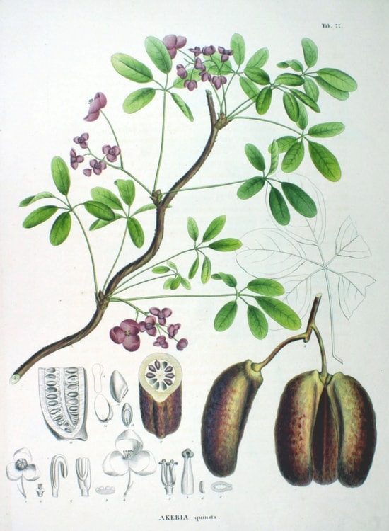 Akebia quinata ou Akebie : botanique