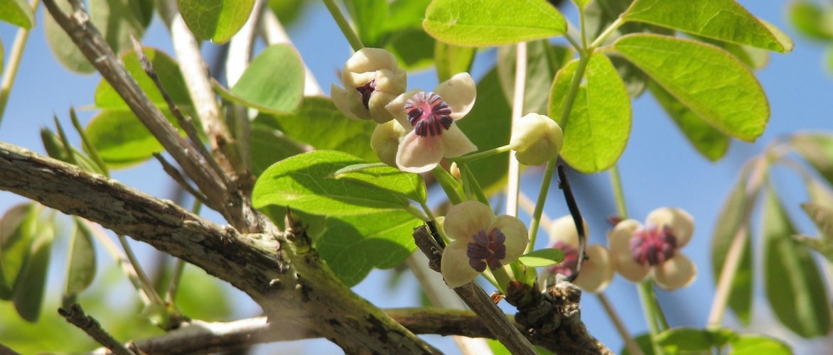 Akebia : planter, tailler et entretenir