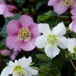 Helleborus niger x orientalis, un hybride généreux et opulent !