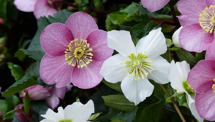 Helleborus niger x orientalis, un hybride généreux et opulent !