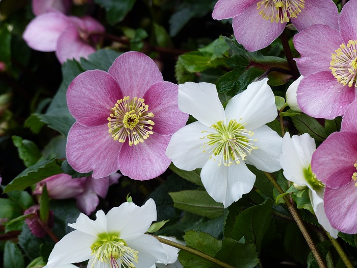 Helleborus niger x orientalis, un hybride généreux et opulent !