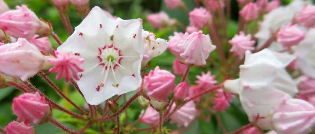 Kalmia latifolia : planter, cultiver et entretenir