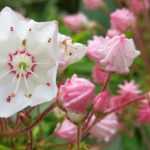 Kalmia latifolia : planter, cultiver et entretenir