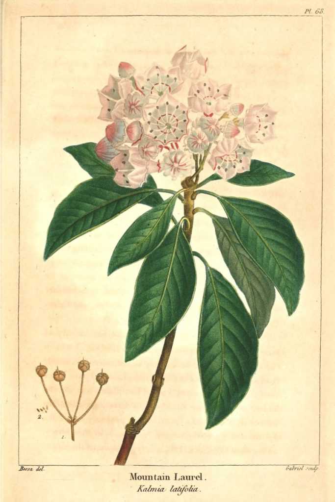 Kalmia latifolia : Ã©lÃ©ments botaniques