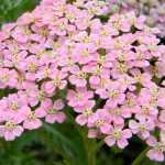 Achillée, Achillea : planter, cultiver et entretenir