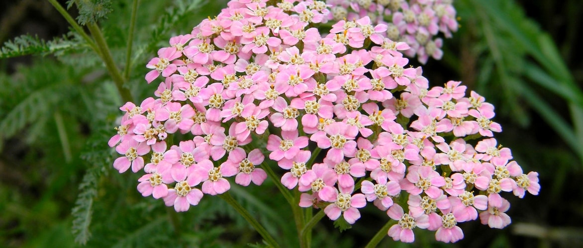 Achillée, Achillea : planter, cultiver et entretenir