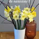 Cueillez des bouquets de narcisses !
