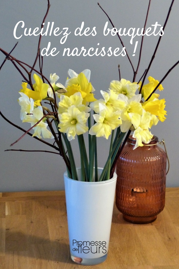 C'est le printemps, cueillez un bouquet de narcisses du jardin !