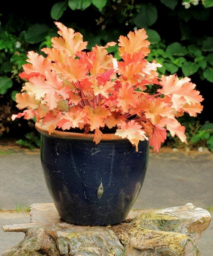 Heuchera Marmalade