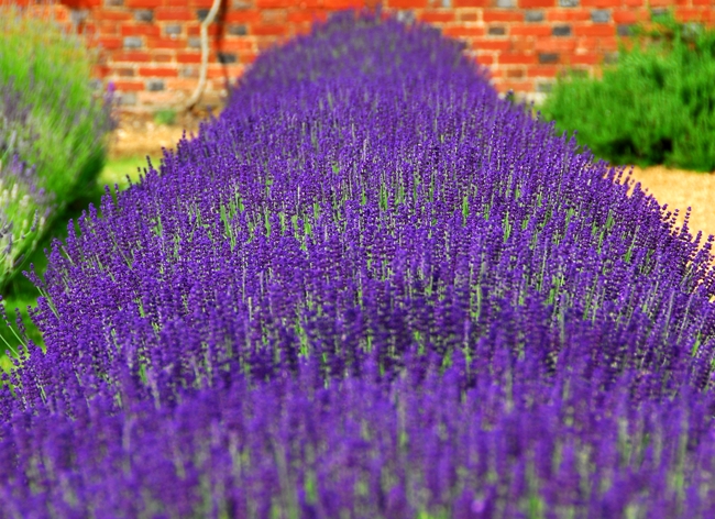 10 couvre-sols persistants qu'il faut avoir dans son jardin ! - Blog  Promesse de fleurs