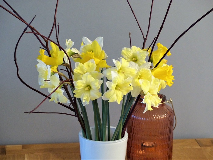 C'est le printemps, cueillez un bouquet de narcisses du jardin !