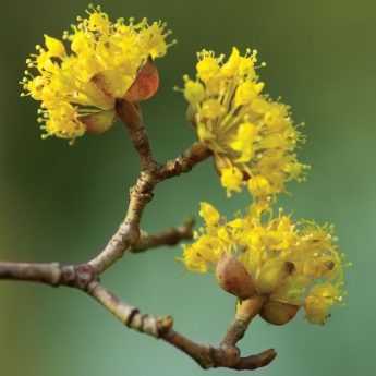 Le cornus mas : un arbuste à floraison précoce à découvrir