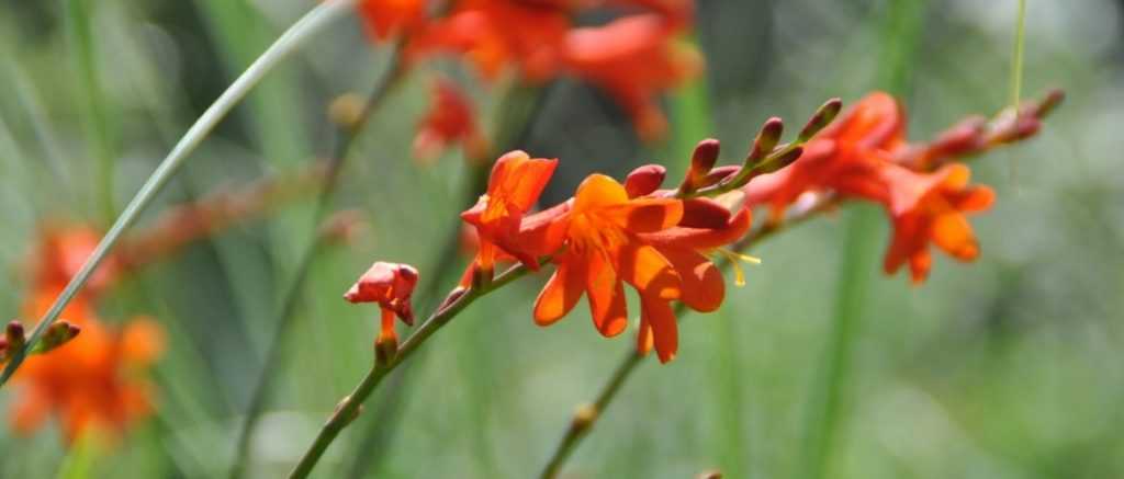 Le Crocosmia ou Montbrétia : 9 idées d'associations