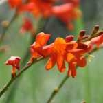 Le Crocosmia ou Montbrétia : 9 idées d'associations