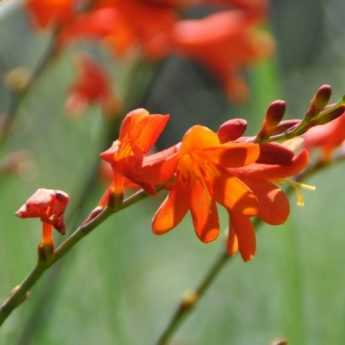 Le Crocosmia ou Montbrétia : 9 idées d'associations