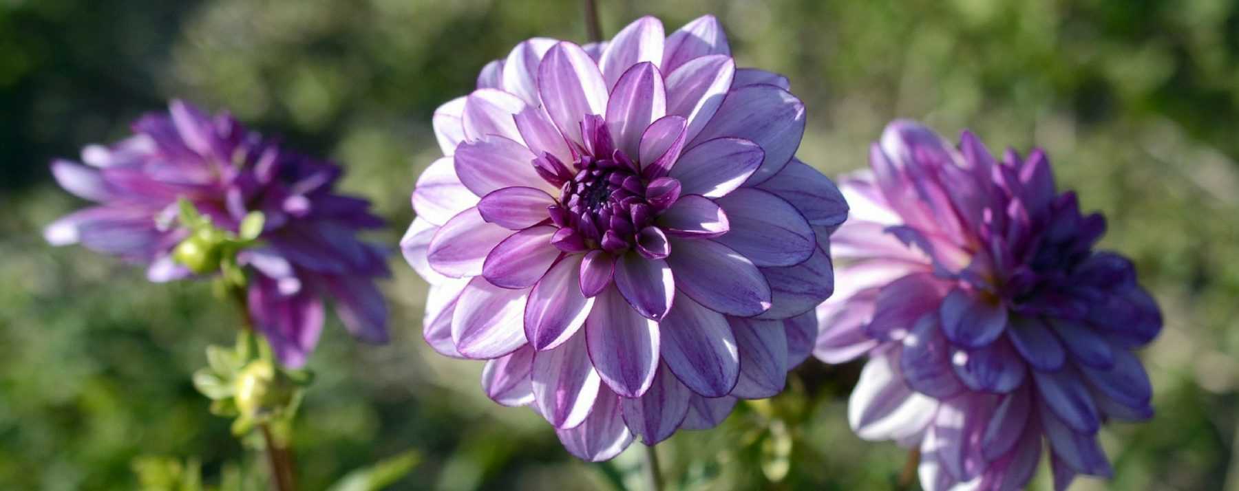 Dahlia : plantation, entretien et conseils de culture