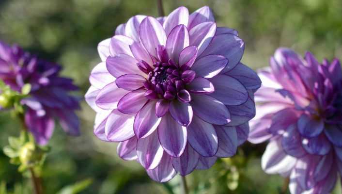 Dahlia : plantation, entretien et conseils de culture