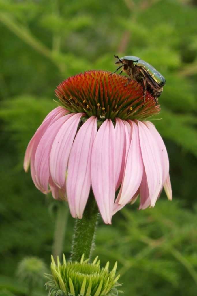 rudbeckia pourpre