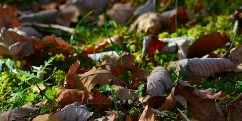 Toile de paillage : quel grammage ? - Blog Jardin Couvert