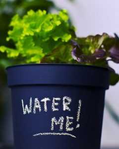 Potager au balcon : pensez à arroser