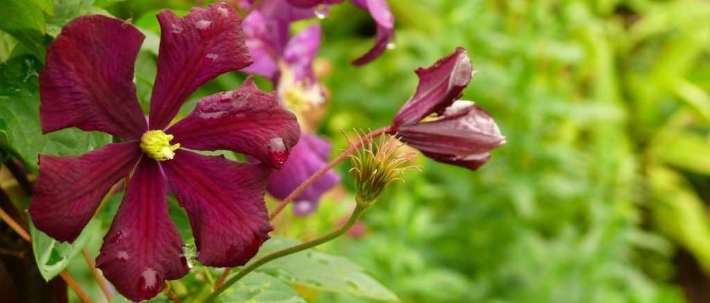 Tout savoir sur le bouturage des clématites