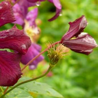 Tout savoir sur le bouturage des clématites