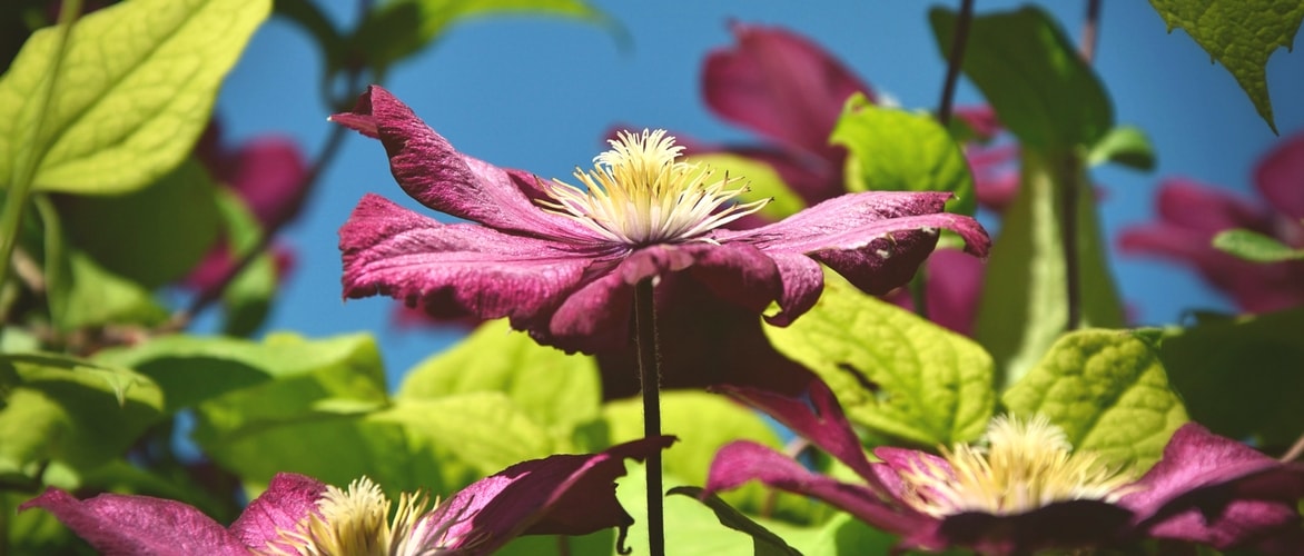 Fabrication d'un tuteur humide pour plante grimpante exotique 