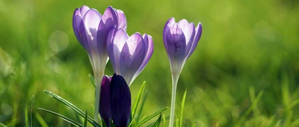 Crocus de printemps : Planter, cultiver et entretenir