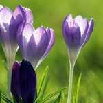 Crocus de printemps : Planter, cultiver et entretenir