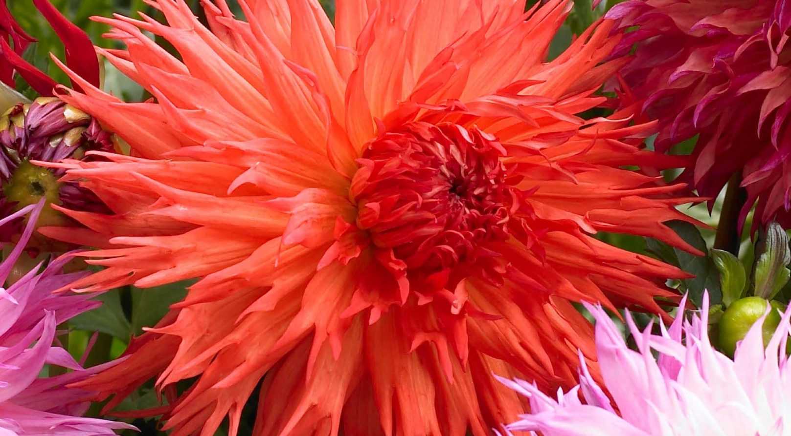 Dahlias : bien les associer au jardin