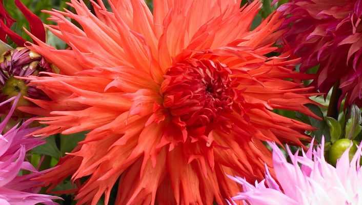 Dahlias : bien les associer au jardin