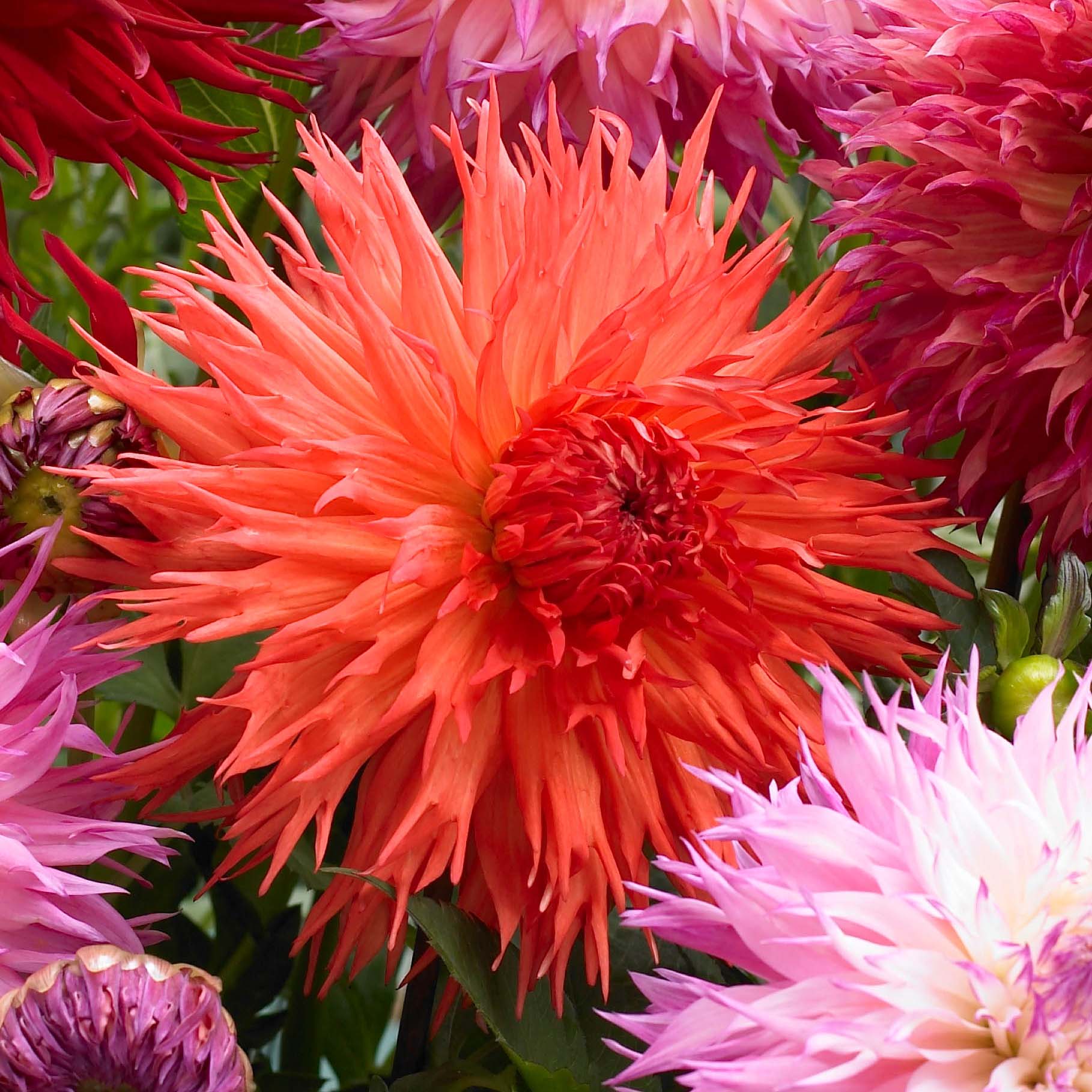 Dahlias : bien les associer au jardin