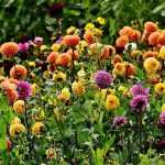 Comment bien choisir ses dahlias