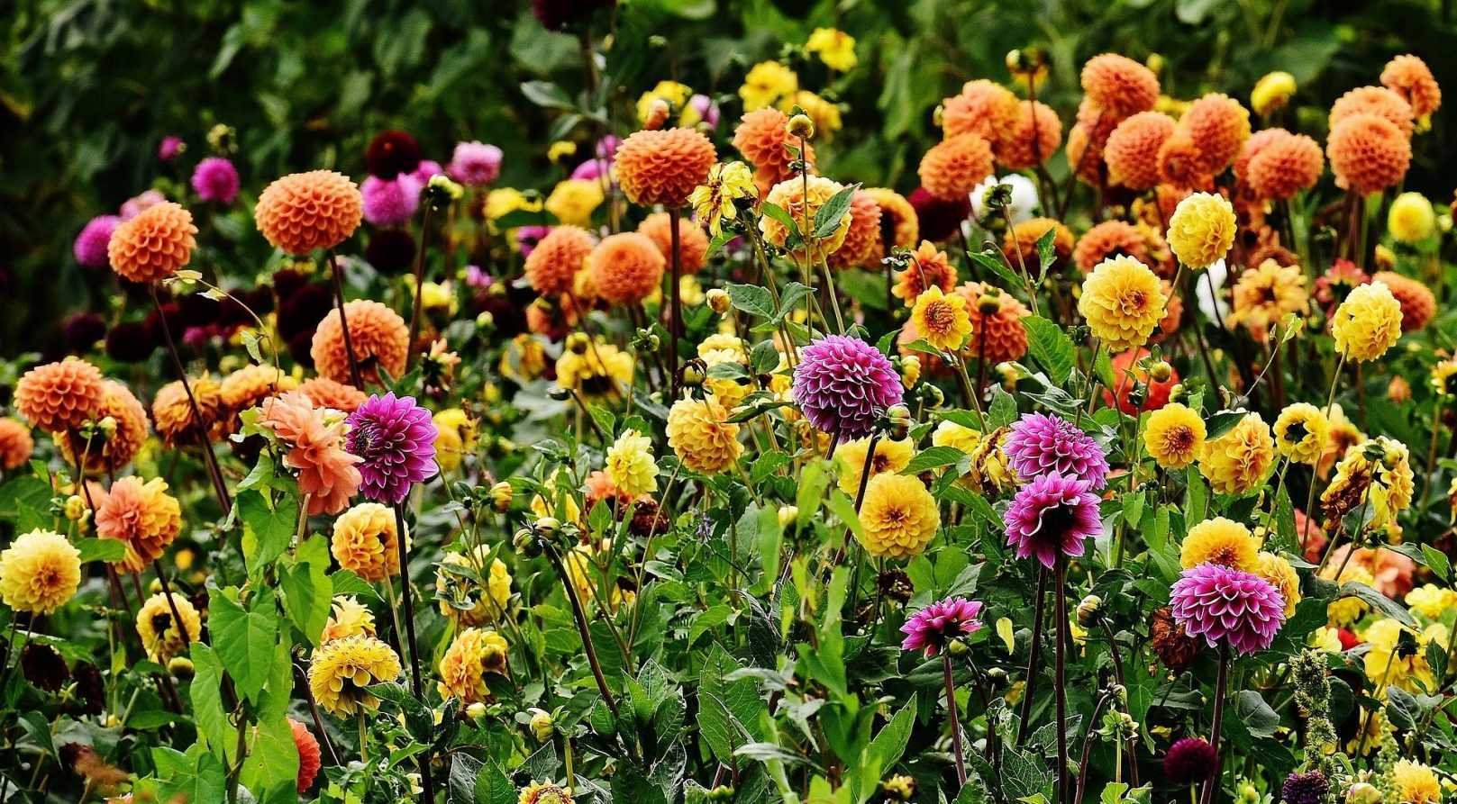 Comment bien choisir ses dahlias