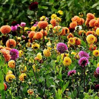 Comment bien choisir ses dahlias