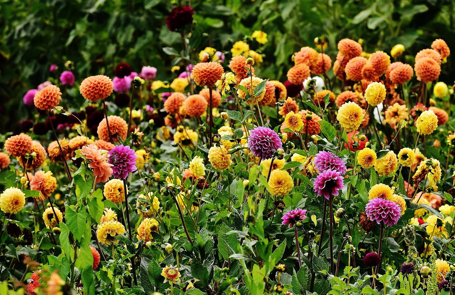 Comment bien choisir ses dahlias